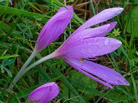 Blüte mit Wassertropfen und Knospe